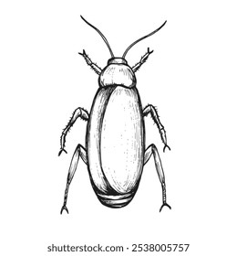 Cockroach sketch isolated on white background. Vintage animal bug vector illustration.	