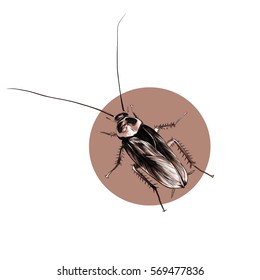 cockroach sketch vector on brown background circle