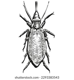 cockroach sketches, outline with transparent background, hand drawn illustration cockroaches
