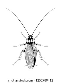 Cockroach vector hand drawn illustration.