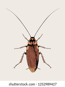 Cockroach vector hand drawn illustration.