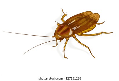 Cockroach. Vector illustration.