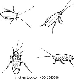 Cockroach Vector Illustration Hand Drawn Animal Cartoon Art