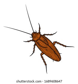 
Cockroach. Vector illustration isolated on white background.