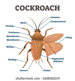 Cockroach vector illustration. Labeled educational body structure scheme. Zoology diagram with metathorax, antenna, stylus, cercus, prothorax and other parts. Segmented taxonomy infographic with bug.