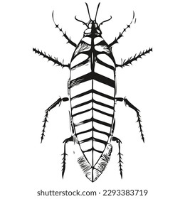 cockroach vector illustration line art drawing black and white cockroaches
