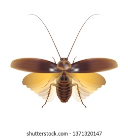 Cockroaches is flying on white background.