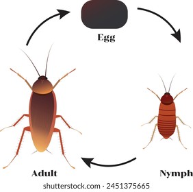 Las cucarachas son insectos pertenecientes al orden Blattodea (Blattaria). Alrededor de 30 especies de cucarachas de un total de 4.600 están asociadas con hábitats humanos. Algunas especies son plagas bien conocidas.