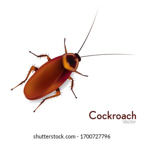 Cockroaches insects vector illustration in white background.