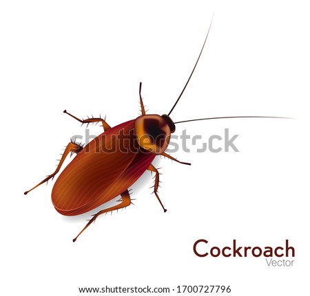 Cockroaches insects vector illustration in white background.