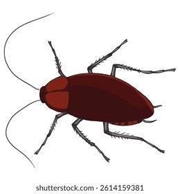 Cockroaches isolated on a white background