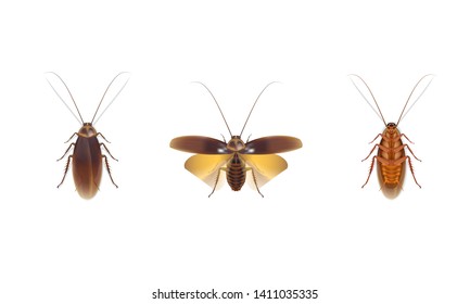 Cockroaches is on the white background