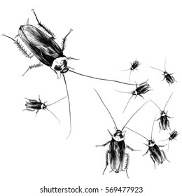 a lot of cockroaches sketch vector