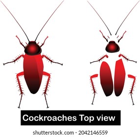 
Cockroaches top view vector image, natural cockroaches character and easy to animate all of cockroaches element