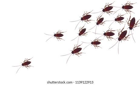 Cockroaches are walking