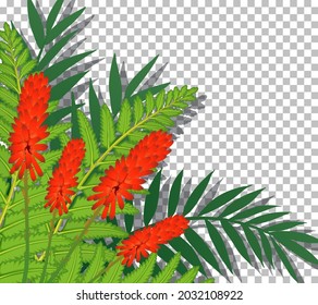 Cock's comb flower on transparent background illustration