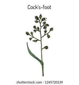 Cock's-foot, orchard or cat grass (dactylis glomerata), medicinal plant. Hand drawn botanical vector illustration