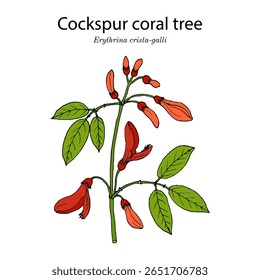 Cockspur coral tree, ou ceibo (Erythrina crista-galli), planta medicinal e ornamental. Ilustração vetorial botânica desenhada à mão