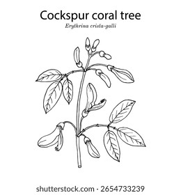 Cockspur coral tree, or ceibo (Erythrina crista-galli), medicinal and ornamental plant. Hand drawn botanical vector illustration
