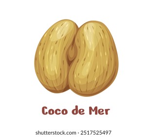 Coco de mer nuez o coco de mar, grano de semilla de planta poco común para la comida, ícono de Vector. Nueces tropicales poco comunes de Seychelles, Lodoicea o Coco de mer y coco de mar pelado para alimentos de semillas comestibles