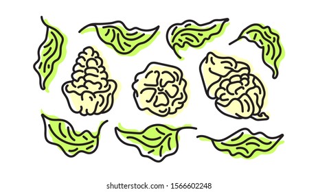 Cocoa abstract set. Vector art line symbol. Organic leaves, fruit, bean. Botanical hand drawn. Realistic green collection. Bio fresh food, aroma drink. Illustration isolated on white background