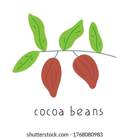 Rama de frijol de cacao. Ilustración vectorial sobre fondo blanco.