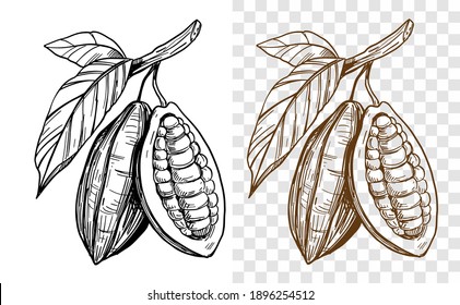 Cocoa bean. Cacao.Hand drawn black outlin on transparent background. Vector illustration
