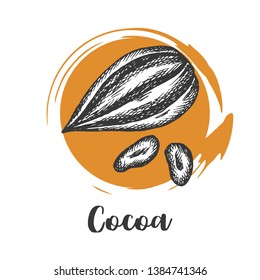 Cocoa bean drawn sketch. Chocolate design. Chocolate beans. Vintage illustration