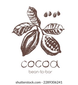 Cocoa bean emblem. Hand drawn sketch vector Cacao beans icon. Cocoa beans isolated. Symbol Bean to Bar cacao. Organic product doodle. Label chocolate, cocoa butter badge. Plant part for logo design.