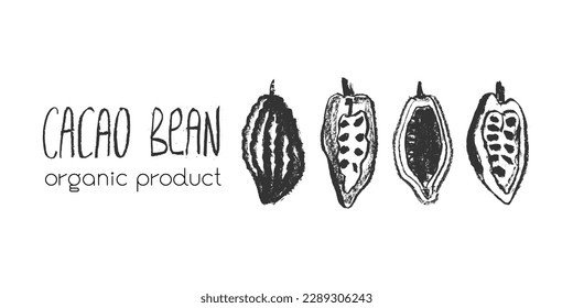 Cocoa bean emblem. Hand drawn sketch vector Cacao beans icon. Cocoa beans isolated. Symbol Bean to Bar cacao. Organic product doodle. Label chocolate, cocoa butter badge. Plant part for logo design.