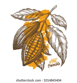 Cocoa Bean. Engraved Style Illustration. Chocolate Cocoa Beans. Vector Illustration