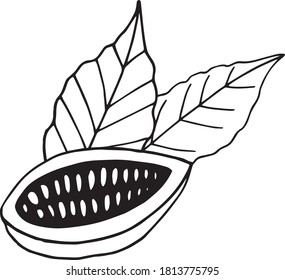 cocoa bean half with leaves hand drawn vector doodle. concept icon logo composition for design label, menu, sticker. food, plant