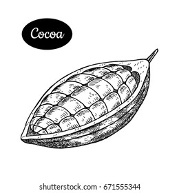 Cocoa bean. Hand drawn sketch style vector illustration. Isolated drawing on white background. Vitamin and healthy eco food. Chocolate ingredient. Farm market produce.