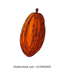 handgezeichnete Kakaobohne, Vektorgrafik. Pflanzenbaum, süße, biologische, dunkle Süßigkeiten, Kakaoskizze von Obstsamen. einzelne Farbgrafik