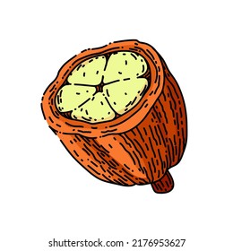 cocoa bean hand drawn vector. plant tree, sweet dessert, organic dark candy, seed cocoa bean sketch. isolated color illustration