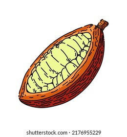 cocoa bean hand drawn vector. plant tree, sweet dessert, organic dark , fruit seed cocoa bean sketch. isolated color illustration