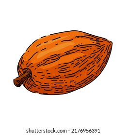 cocoa bean hand drawn vector. plant tree, sweet dessert, dark candy, fruit seed cocoa bean sketch. isolated color illustration