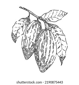 cocoa bean hand drawn vector. plant tree, sweet dessert, organic candy, fruit seed cocoa bean sketch. isolated black illustration