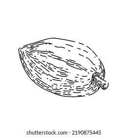 cocoa bean hand drawn vector. plant tree, sweet dessert, dark candy, fruit seed cocoa bean sketch. isolated black illustration