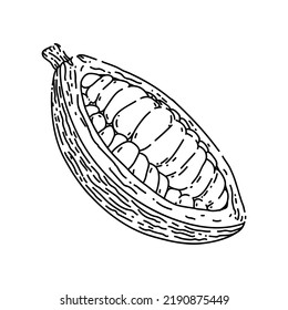 cocoa bean hand drawn vector. plant tree, sweet dessert, organic dark , fruit seed cocoa bean sketch. isolated black illustration