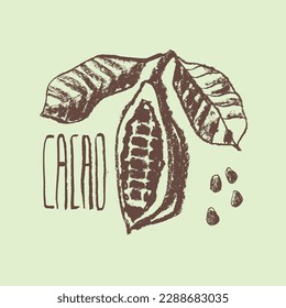 Cocoa bean icon. Hand drawn sketch vector Cacao beans. Leaves of  Cocoa bean isolated. Sign of Bean to bar cacao. Organic product doodle for cafe, shop, menu. Plant part for label, logo, sign, symbol.