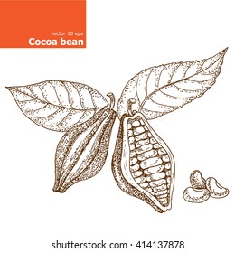 Cocoa bean Illustration.