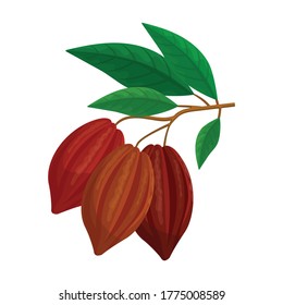 Cocoa bean isolated cartoon illustration icon. Vector illustration chocolate fruit on white background. Vector cartoon icon cocoa bean.