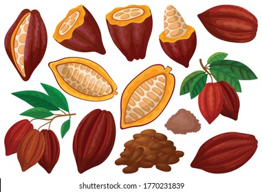 Cocoa bean isolated cartoon set icon. Vector illustration chocolate fruit on white background. Vector cartoon set icon cocoa bean.