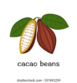 Cocoa bean with leaf