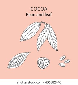 Cocoa bean and leaf. Hand drawn vector illustration.