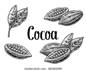 Cocoa bean and leaf. Hand painted. Vintage vector engraving illustration. Isolated on white background