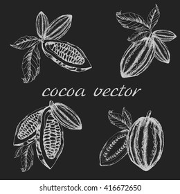 Cocoa bean and leaf. Cocoa icon vector. Cocoa icon object.superfood cocoa cacao healthy nutrient food. cocoa, cacao engraving sketch etch illustration. Hand painted cocoa, cacao doodle graphic set.