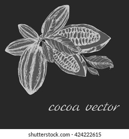 Cocoa bean and leaf. Cocoa icon vector. Cocoa icon object. superfood cocoa cacao healthy nutrient food. cocoa, cacao engraving sketch etch illustration. Hand painted cocoa, cacao doodle graphic
