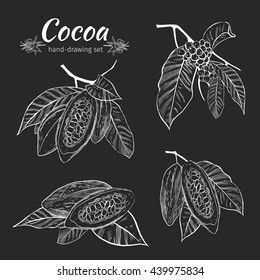 Cocoa bean and leaf. Sketch illustration. Vector.